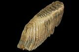 Palaeoloxodon (Mammoth Relative) Molar - Collector Quality! #137178-7